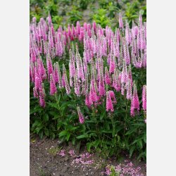 renpris Pink Marshmallow