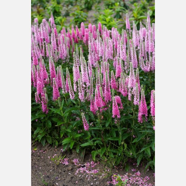 renpris Pink Marshmallow