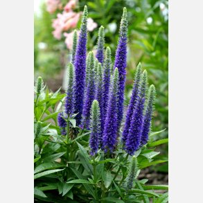 renpris Ulster Dwarf Blue