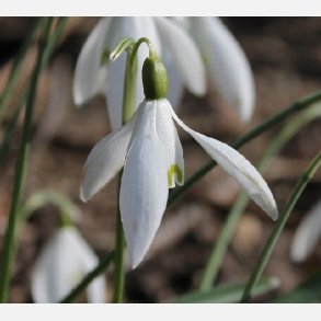 Vintergkker (Kaukasisk) 10 lg