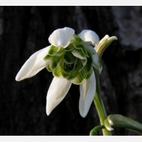 Dobbelt Vintergk Hippolyta 5 lg