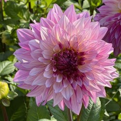 Dahlia Violet Dance
