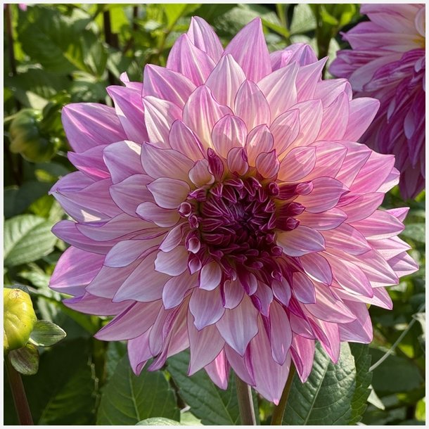 Dahlia Violet Dance