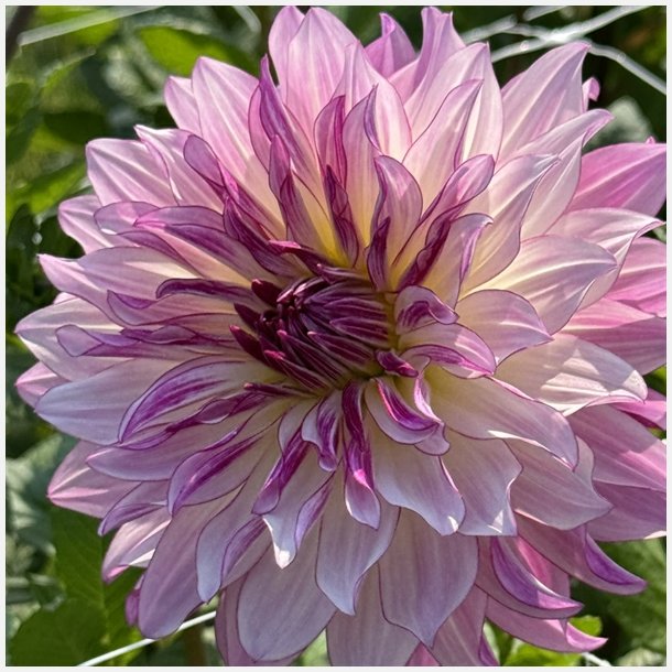 Dahlia Violet Dance