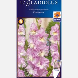 Gladiolus Vladivostok 