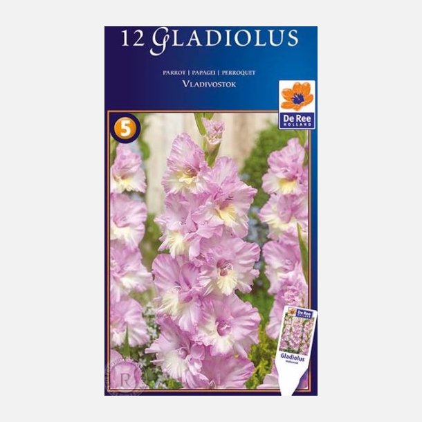Gladiolus Vladivostok 