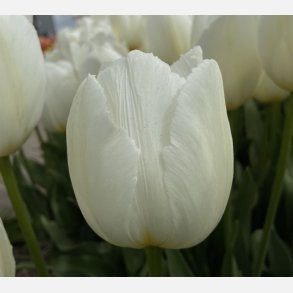 Tulipan White Prince 6 lg