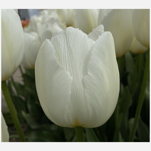 Tulipan White Prince 6 lg