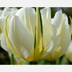 Tulipan White Valley 8 lg