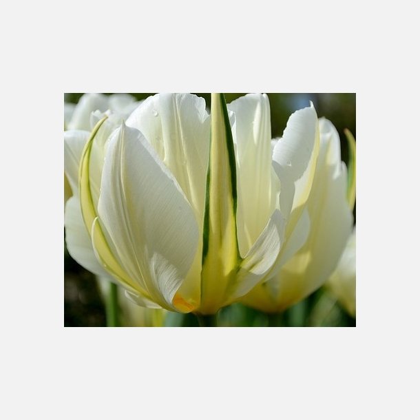 Tulipan White Valley 8 lg
