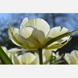 Tulipan White Valley 8 lg