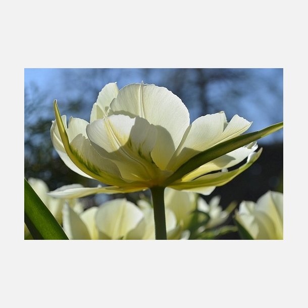 Tulipan White Valley 8 lg