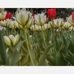 Tulipan White Valley 8 lg