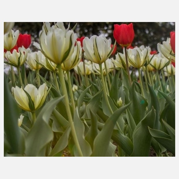 Tulipan White Valley 8 lg