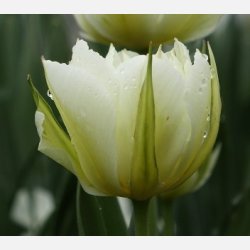 Tulipan White Valley 8 lg