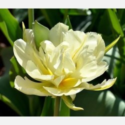 Tulipan White Valley 8 lg