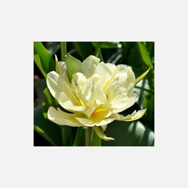 Tulipan White Valley 8 lg