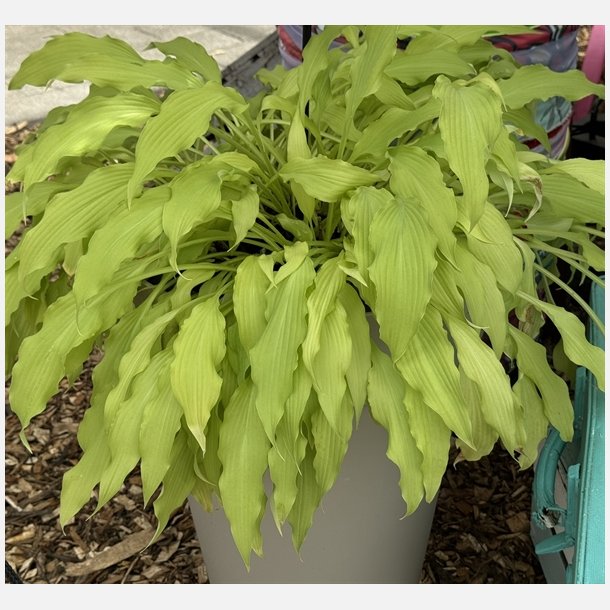 Hosta Wiggles and Squiggles
