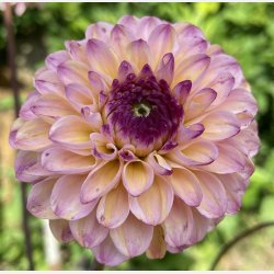 Dahlia Wine Eyed Jill 