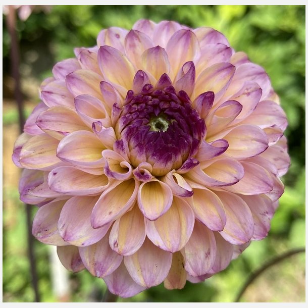 Dahlia Wine Eyed Jill 