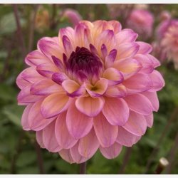 Dahlia Wine Eyed Jill 