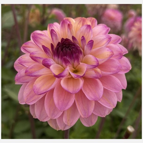 Dahlia Wine Eyed Jill 