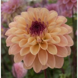 Dahlia Wine Eyed Jill 