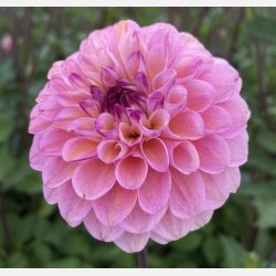 Dahlia Wine Eyed Jill 