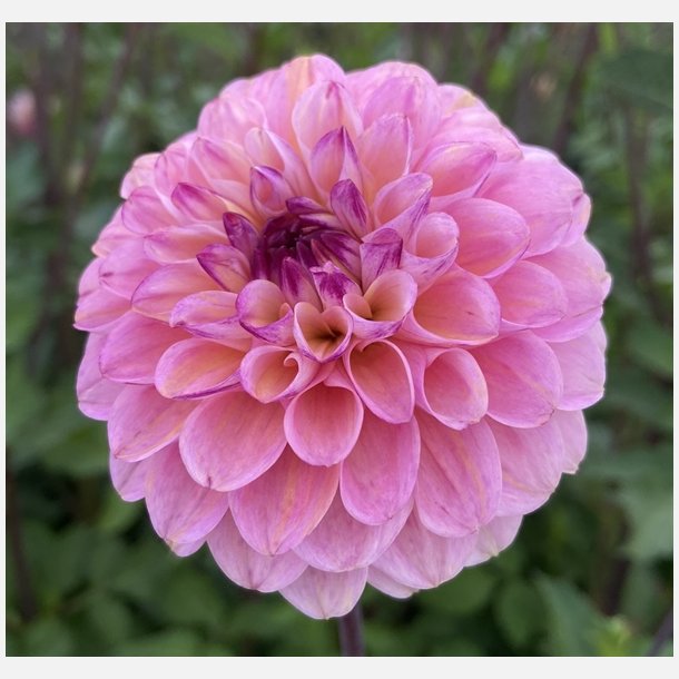 Dahlia Wine Eyed Jill 