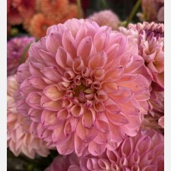 Dahlia Wine Eyed Jill 