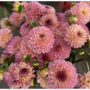 Dahlia Wine Eyed Jill 