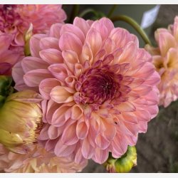 Dahlia Wine Eyed Jill 