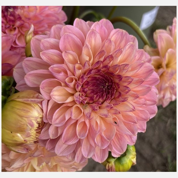 Dahlia Wine Eyed Jill 