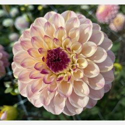Dahlia Wine Eyed Jill 