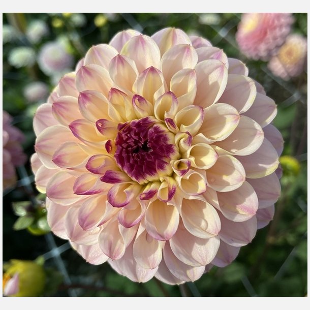 Dahlia Wine Eyed Jill 