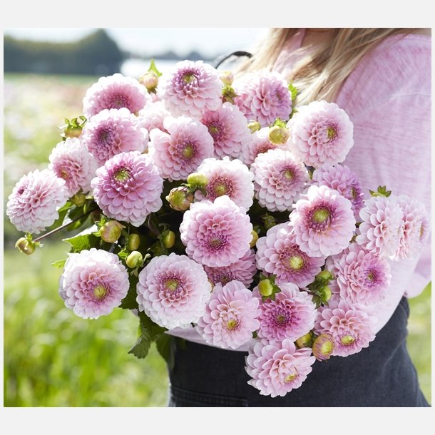 Dahlia Wizard of Oz