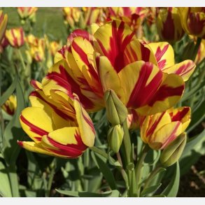 Tulipan Wonder Club 6 l�g