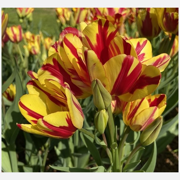 Tulipan Wonder Club 6 l�g