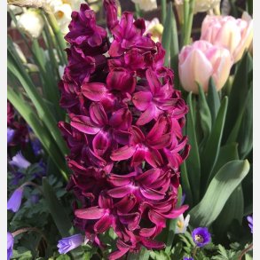 Hyacint Woodstock 4 lg