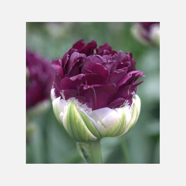 Tulipan Blue Wow 6 lg