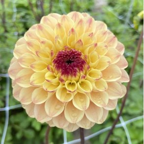 Dahlia Yellow Jill 