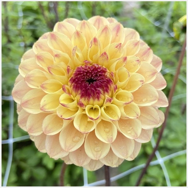 Dahlia Yellow Jill 