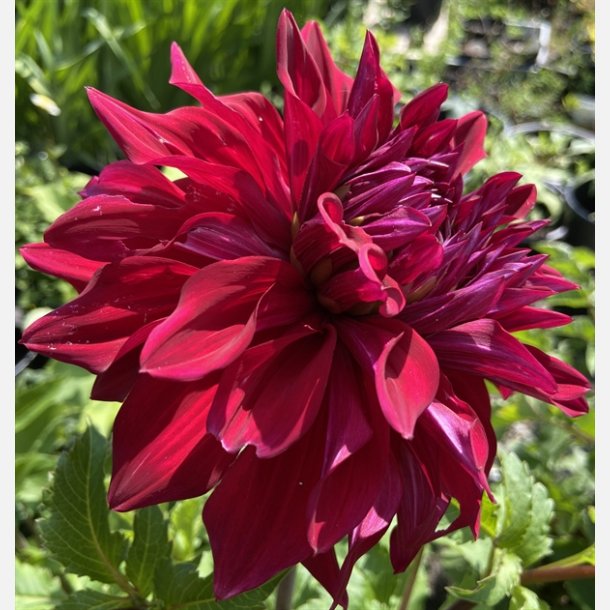 Dahlia Zorro 