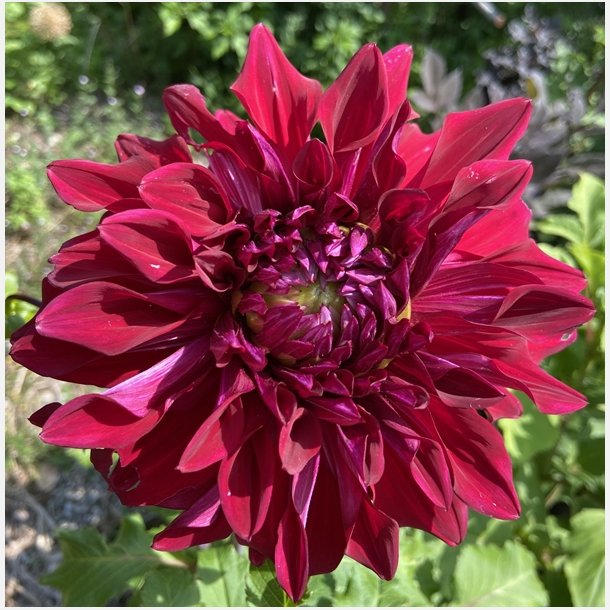 Dahlia Zorro 